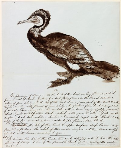 Cormorán de John Wilson Carmichael